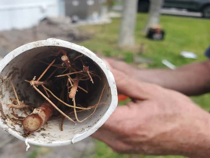 Cross section of a pvc pipe showing tree root intruision.